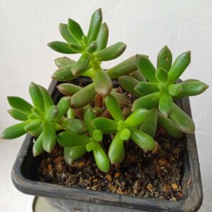 Sedum 'Robert Grimm'