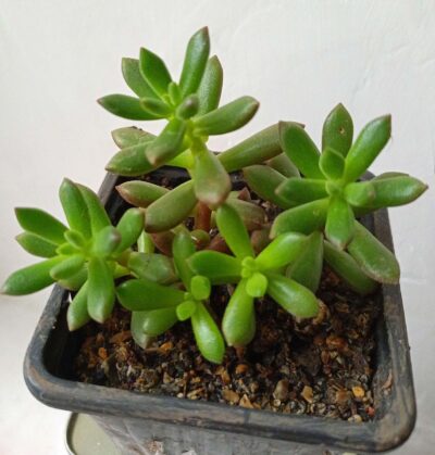 Sedum 'Robert Grimm'