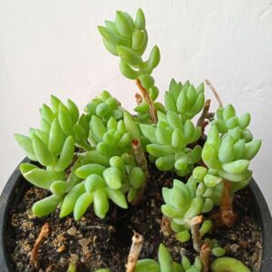 Sedum morganianum | 106