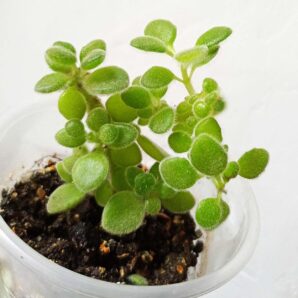 Plectranthus tomentosa