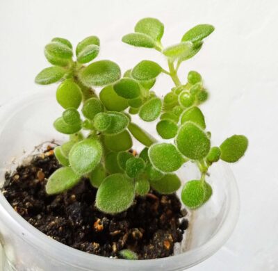 Plectranthus tomentosa