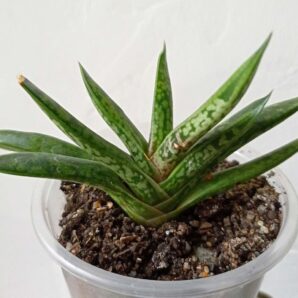 Gasteria bicolor v. liliputana