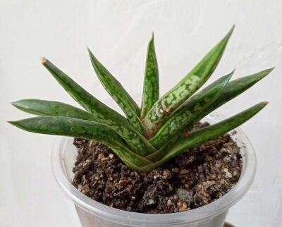 Gasteria bicolor v. liliputana