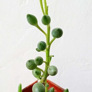 Senecio citriformis