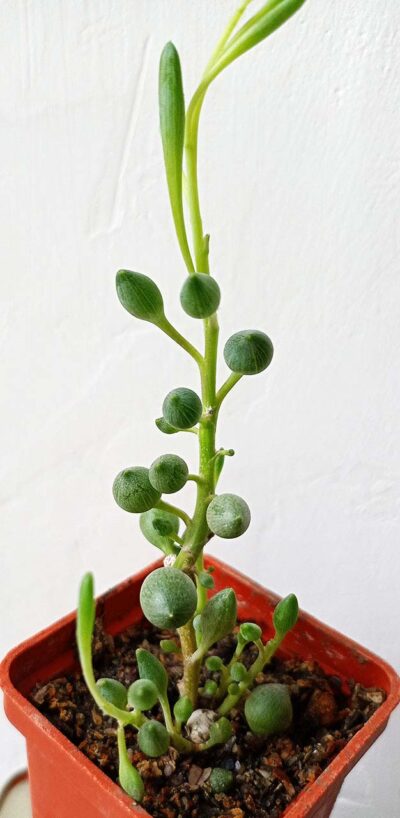 Senecio citriformis