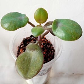 Kalanchoe nyikae