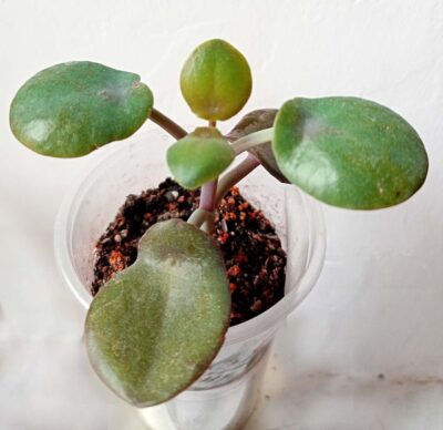 Kalanchoe nyikae
