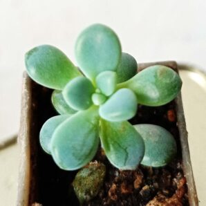 Pachyveria sp.