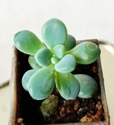 Pachyveria sp.