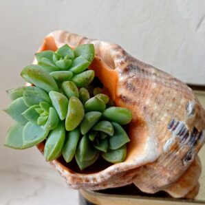 Echeveria titubans