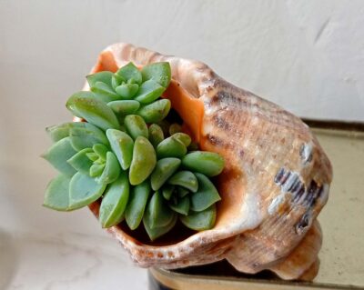 Echeveria titubans