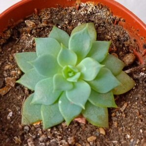 Echeveria sp. f. mini