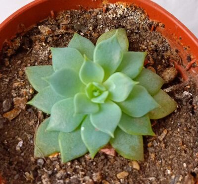 Echeveria sp. f. mini