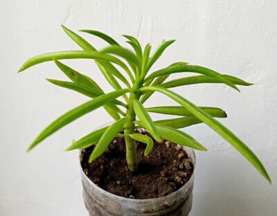 Peperomia fereirae
