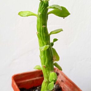 Monadenium ellenbeckii