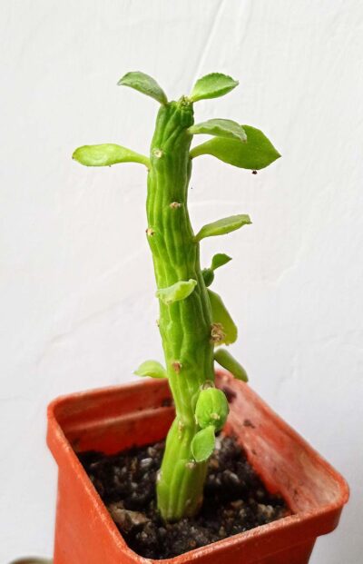 Monadenium ellenbeckii