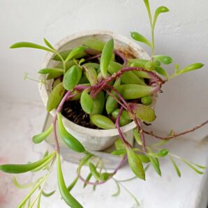 Othonna capensis 'Ruby Necklace'