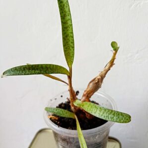 Ledebouria socialis ( Scilla socialis, Scilla violacea) f. mini