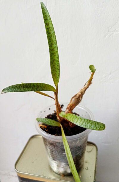 Ledebouria socialis ( Scilla socialis, Scilla violacea) f. mini