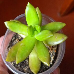 Sedum nussbaumerianum