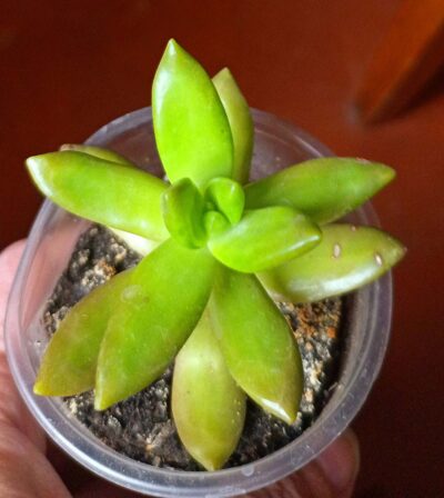 Sedum nussbaumerianum