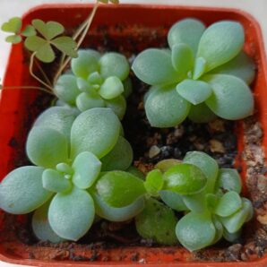 Echeveria cv. Valentina