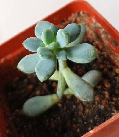 Pachyveria sp.