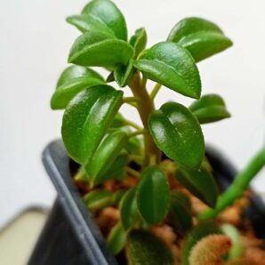 Peperomia wolfgang krahnii