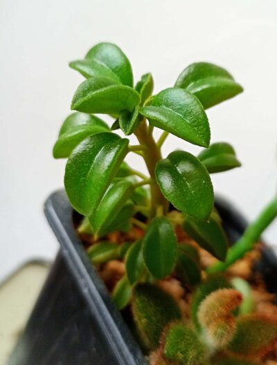 Peperomia wolfgang krahnii