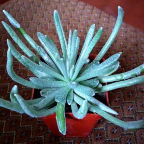 Senecio scaposus 'Silver coral'