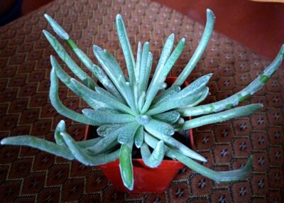 Senecio scaposus 'Silver coral'