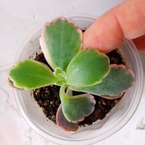 Kalanchoe Fedtschenkoi f. variegata white
