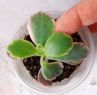 Kalanchoe Fedtschenkoi f. variegata white