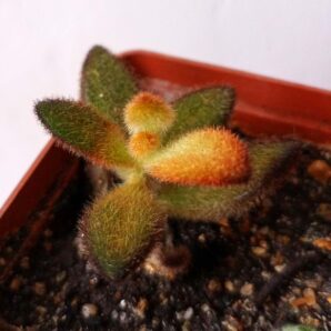 Kalanchoe tomentosa 'Chocolate Soldier'