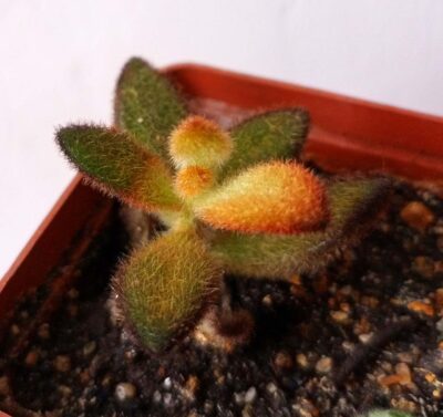 Kalanchoe tomentosa 'Chocolate Soldier'