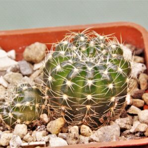 lobivia-arachacantha