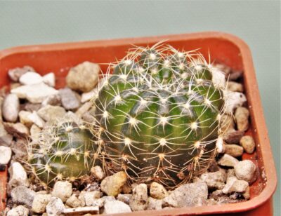 lobivia-arachacantha