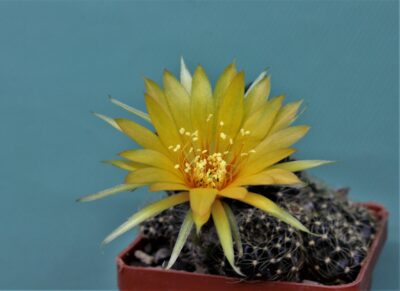 lobivia-arachacantha - Зображення 2
