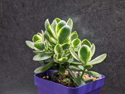 Crassula Money maker