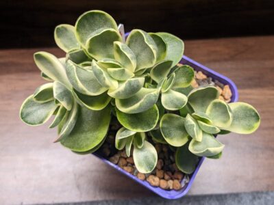 Crassula Money maker - Зображення 3