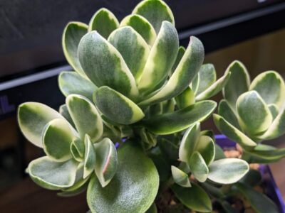 Crassula Money maker - Зображення 2