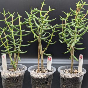 Crassula Tetragona