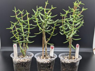 Crassula Tetragona