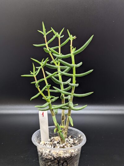 Crassula Tetragona - Зображення 3