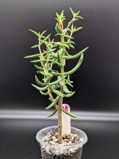 Crassula Tetragona - Зображення 2