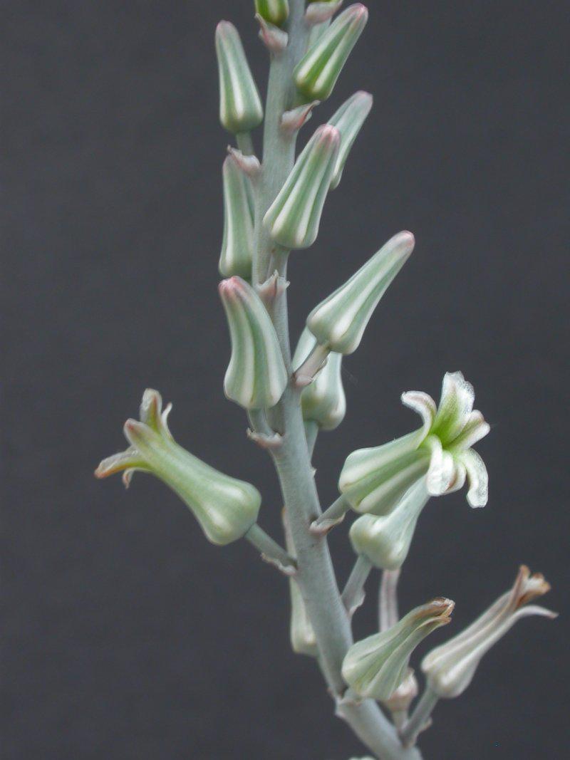 Haworthia (Хавортія) | 7
