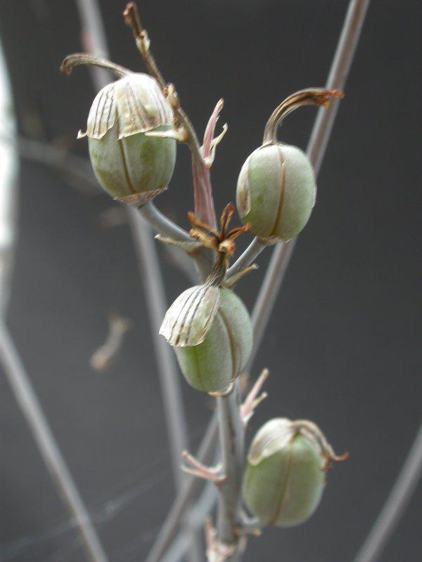 Haworthia (Хавортія) | 10
