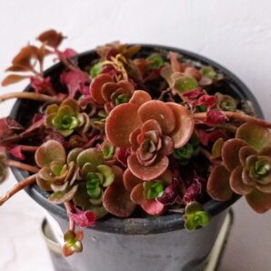 Sedum spurium Voodoo | 111