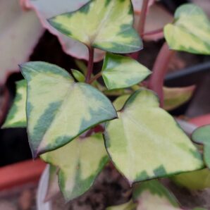 Senecio macroglossus variegata