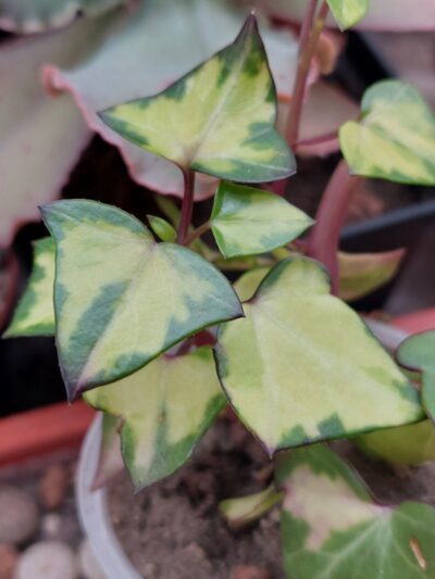 Senecio macroglossus variegata